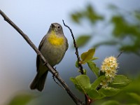 31F0836c  Virginia's Warbler (Oreothlypis virginiae) - adult male