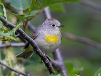 31F0839c  Virginia's Warbler (Oreothlypis virginiae) - adult male