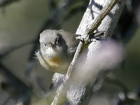 MG 3406c  Virginia's Warbler (Oreothlypis virginiae) - 1st year female?