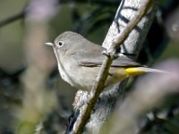 MG 3407c  Virginia's Warbler (Oreothlypis virginiae) - 1st year female?