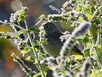 MG 3453c  Virginia's Warbler (Oreothlypis virginiae) - 1st year female?