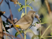 MG 3505c  Virginia's Warbler (Oreothlypis virginiae) - 1st year female?