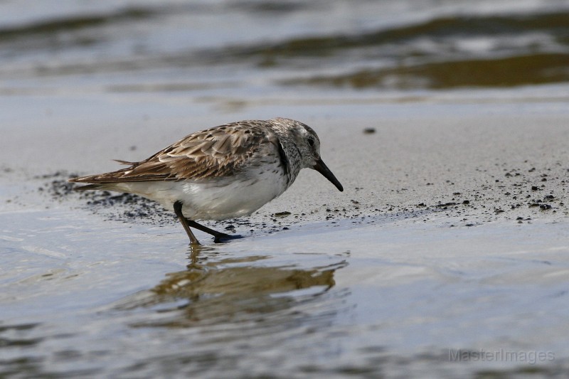 IMG_9947c.jpg - White-rumped Sandpiper (Calidris fuscicollis)