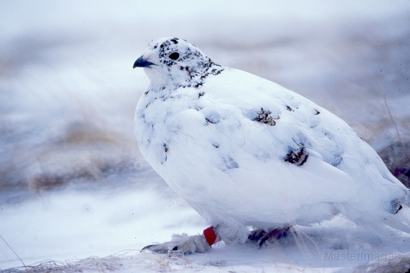 wtptarmigan7.jpg - White-tailed Ptarmigan (Lagopus leucura)