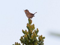 MG 0007c  Winter Wren (Troglodytes hiemalis)