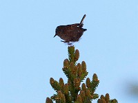 MG 0009c  Winter Wren (Troglodytes hiemalis)