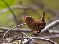 MG 1408c  Winter Wren (Troglodytes hiemalis)