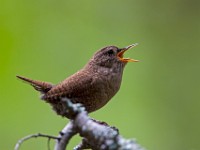 MG 1425c  Winter Wren (Troglodytes hiemalis)