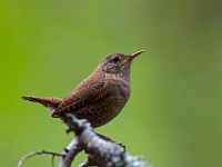 MG 1426c  Winter Wren (Troglodytes hiemalis)