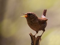 MG 1430c  Winter Wren (Troglodytes hiemalis)