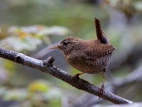 MG 1444c  Winter Wren (Troglodytes hiemalis)