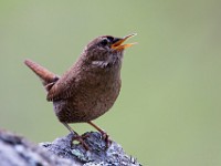 MG 1474c  Winter Wren (Troglodytes hiemalis)