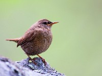 MG 1481c  Winter Wren (Troglodytes hiemalis)