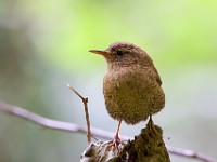 MG 1495c  Winter Wren (Troglodytes hiemalis)