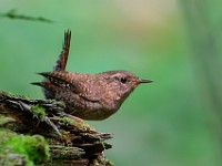 U0U6990c  Winter Wren (Troglodytes hiemalis)