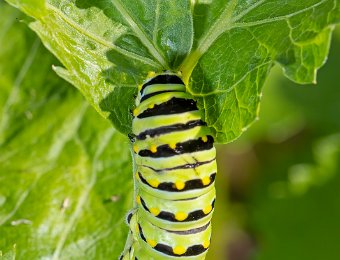 Caterpillars