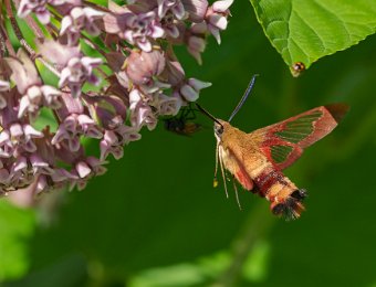 Hummingbird Clearwing