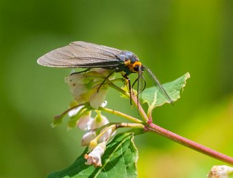 Virginia Ctenucha