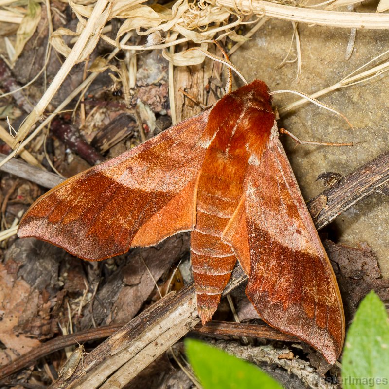 pellucid hawk moths in iowa