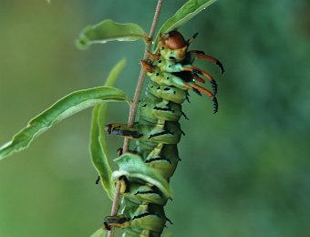 caterpillar