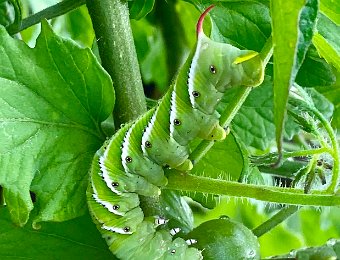 caterpillars