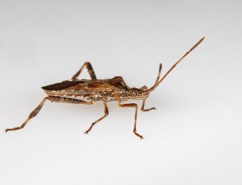 Western Conifer Seed Bug