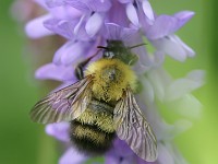 160 6069c  Confusing Bumble Bee (Bombus perplexus)