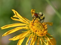 168 6817c  Red-belted Bumble Bee (Bombus rufocinctus)