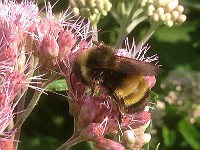 IMG 4401c  Black and Gold Bumble Bee (Bombus auricomus)