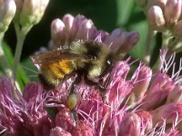 IMG 4405c  Tri-colored Bumble Bee (Bombus ternarius)