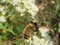 IMG 4523c  Northern Amber Bumble Bee (Bombus borealis)