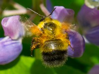 31F0181c  Sanderson Bumble Bee (Bombus sandersoni) on Lupine (Lupinus polyphyllus)