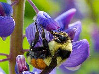 31F0188c  Tri-colored Bumble Bee (Bombus ternarius) on Bigleaf Lupine (Lupinus polyphyllus)