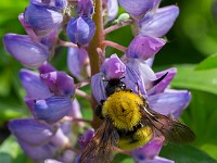 31F0194c  Common Eastern Bumble Bee (Bombus impatiens) on Bigleaf Lupine (Lupinus polyphyllus)