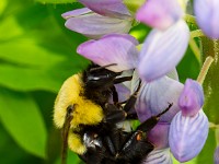 31F0206c  Common Eastern Bumble Bee (Bombus impatiens) on Bigleaf Lupine (Lupinus polyphyllus)