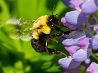 31F0207c  Common Eastern Bumble Bee (Bombus impatiens) on Bigleaf Lupine (Lupinus polyphyllus)