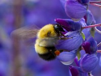 31F0385c  Sanderson Bumble Bee (Bombus sandersoni) on Lupine (Lupinus polyphyllus)