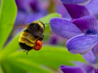 31F0397c  Black and Gold Bumble Bee (Bombus auricomus) on Bigleaf Lupine (Lupinus polyphyllus)