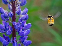 31F0407c  Tri-colored Bumble Bee (Bombus ternarius) on Bigleaf Lupine (Lupinus polyphyllus)