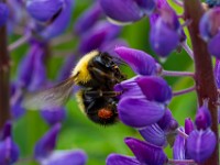 31F0412c  Sanderson Bumble Bee (Bombus sandersoni) on Lupine (Lupinus polyphyllus)