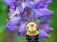 31F0416c  Common Eastern Bumble Bee (Bombus impatiens) on Bigleaf Lupine (Lupinus polyphyllus)