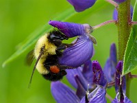 31F2751c  Sanderson Bumble Bee (Bombus sandersoni) on Lupine (Lupinus polyphyllus)