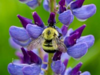 31F2757c  Sanderson Bumble Bee (Bombus sandersoni) on Lupine (Lupinus polyphyllus)