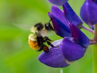 31F2777c  Tri-colored Bumble Bee (Bombus ternarius) on Bigleaf Lupine (Lupinus polyphyllus)