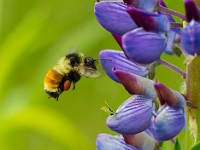 31F2787c  Tri-colored Bumble Bee (Bombus ternarius) on Bigleaf Lupine (Lupinus polyphyllus)