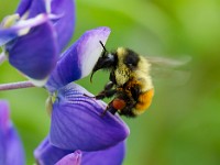 31F2796c  Tri-colored Bumble Bee (Bombus ternarius) on Bigleaf Lupine (Lupinus polyphyllus)