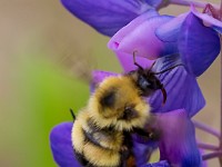 31F2798c  Sanderson Bumble Bee (Bombus sandersoni) on Lupine (Lupinus polyphyllus)