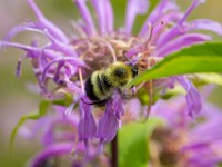 31F3340c  Sanderson Bumble Bee (Bombus sandersoni) on Bee Balm (Monarda didyma)