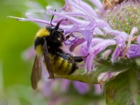 31F3344c  Northern Amber Bumble Bee (Bombus borealis) on Bee Balm (Monarda didyma)