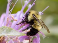 31F3346c  Sanderson Bumble Bee (Bombus sandersoni) on Bee Balm (Monarda didyma)